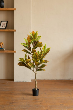 Кротон 120 см