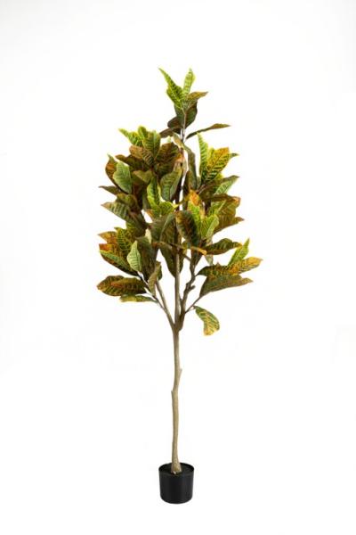 Кротон 170 см