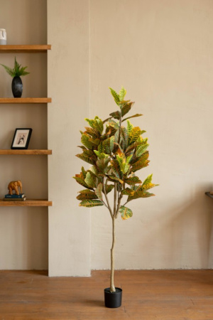 Кротон 120 см